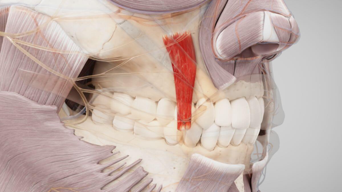 Musculus levator anguli oris