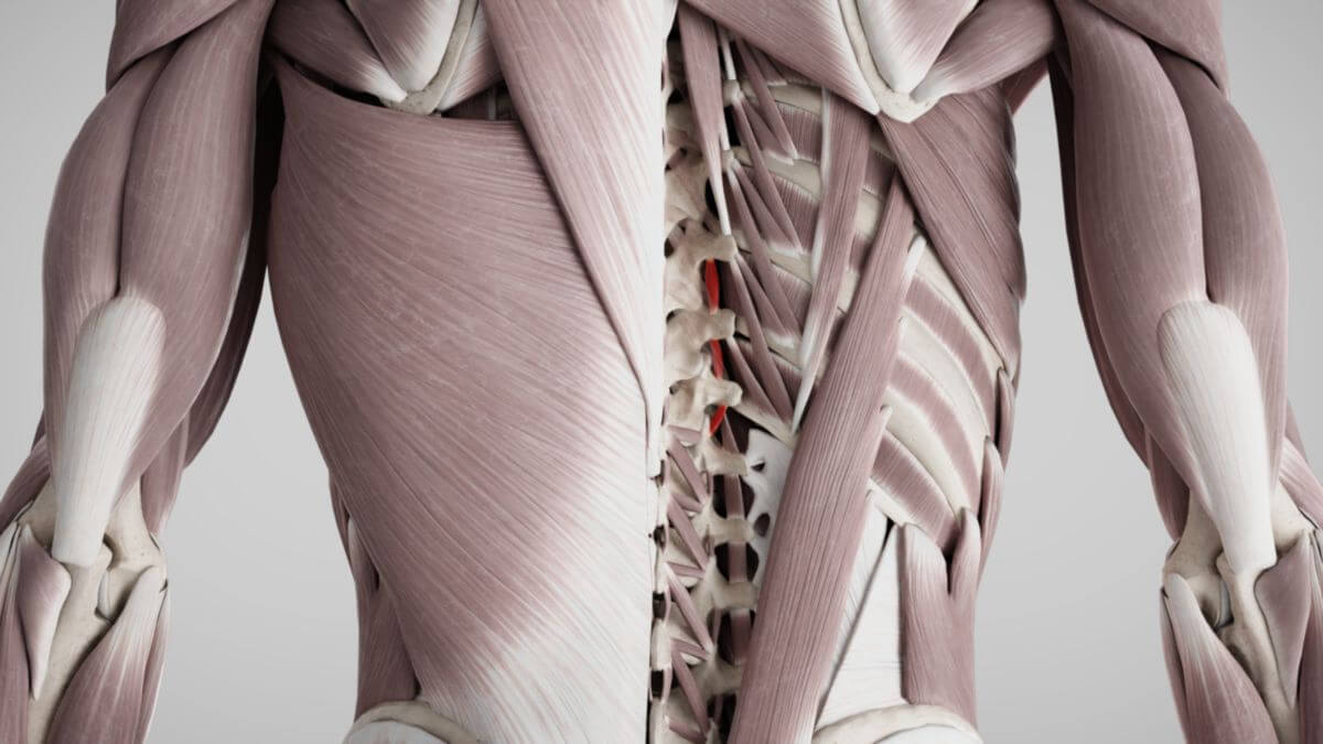 Musculi intertransversarii thoracis