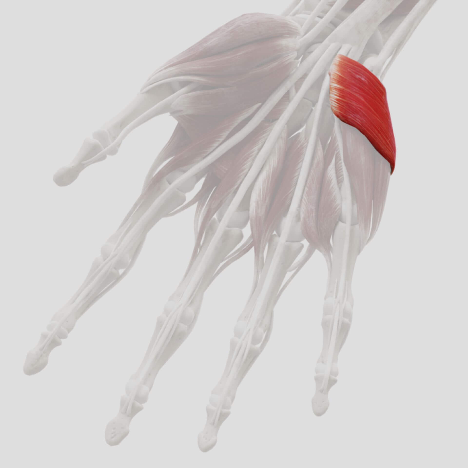Musculus palmaris brevis
