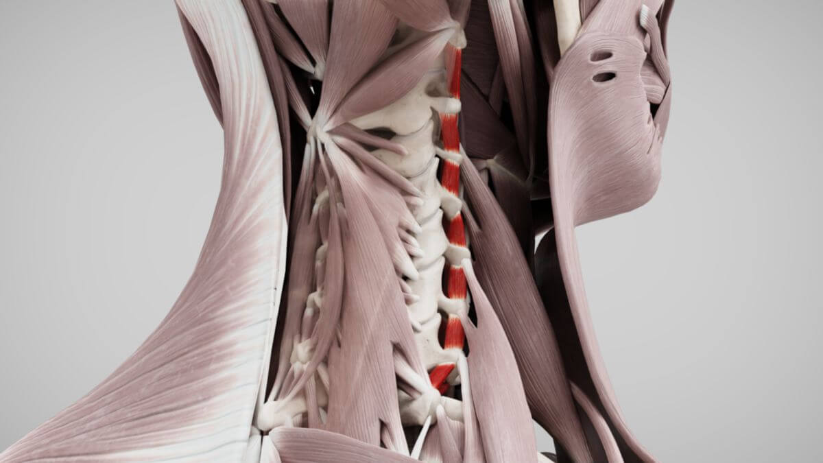 Musculi intertransversarii posteriores cervicis