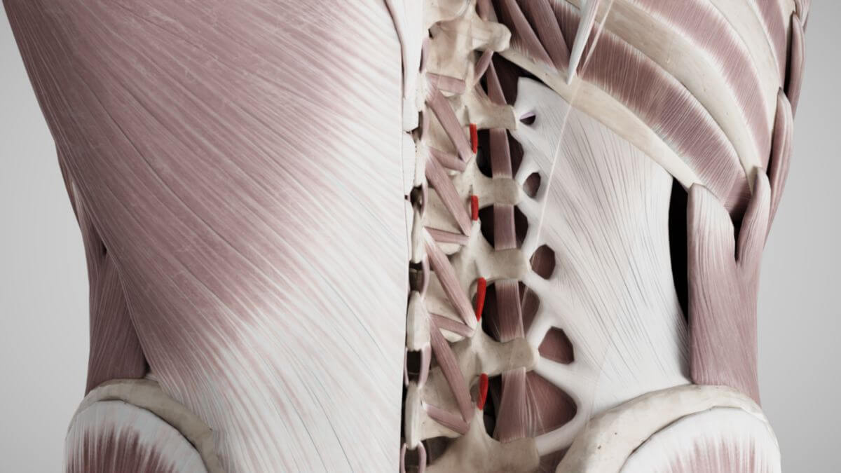 Musculi intertransversarii mediales lumborum